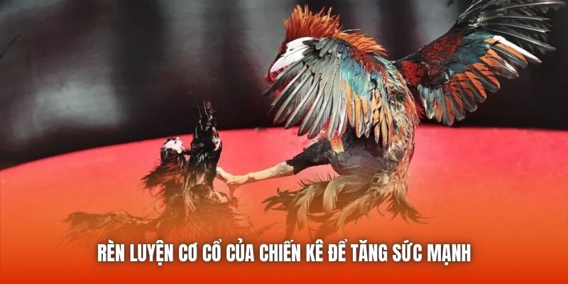 Rèn luyện cơ cổ của chiến kê để tăng sức mạnh