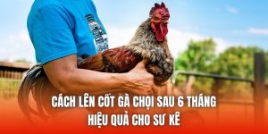 Cách Lên Cốt Gà Chọi Sau 6 Tháng Hiệu Quả Cho Sư Kê